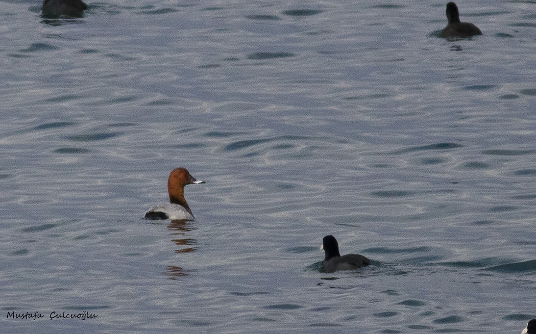 Common Pochard